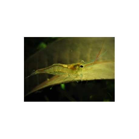 Caridina Sulawensis SP.  Amano -1.20 cm