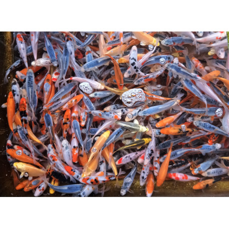 Nourriture poisson d'étang, sticks -1,2 kg. 15 litres