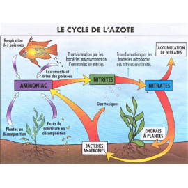 Bactéries Professionnelles pour Bassin et Aquarium - dose pour 1000 litres