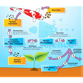 Bactéries Professionnelles pour Bassin et Aquarium - dose pour 1000 litres