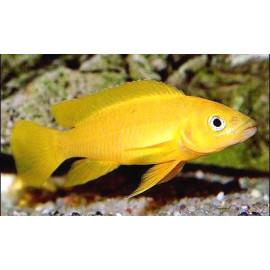 Lamprologus leleupi orange - 3.5-4.0 cm