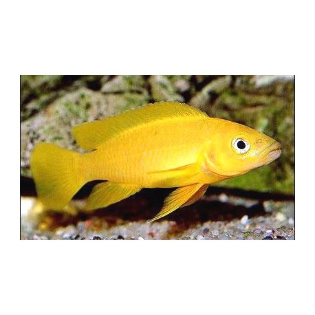 Lamprologus leleupi orange - 3.5-4.0 cm