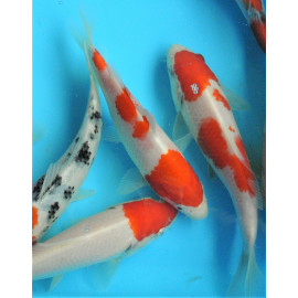 koi Japon Kohaku  ( farm marusei) 16-18 cm (copie)