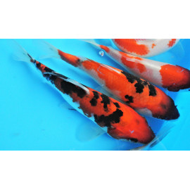 koi Japon SHOWA  ( farm marusei) 16-18 cm