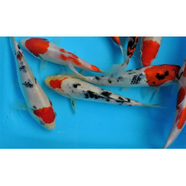 koi Japon SANKE  ( farm marusei) 16-18 cm