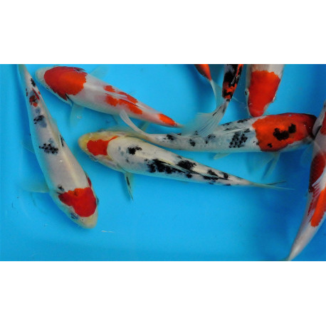 koi Japon SANKE  ( farm marusei) 16-18 cm