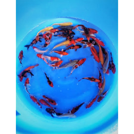 koi Japon SANKE  ( farm marusei) 16-18 cm