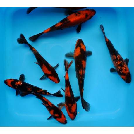 koi Japon HI UTSURI ( farm marusei) 16-18 cm