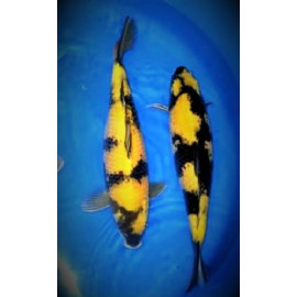 koi Japon KI UTSURI ( farm marusei) 16-18 cm