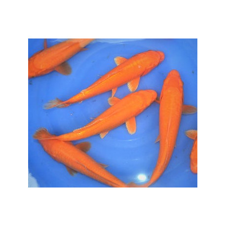 koi Japon BENIGOI ( farm marusei) 16-18 cm