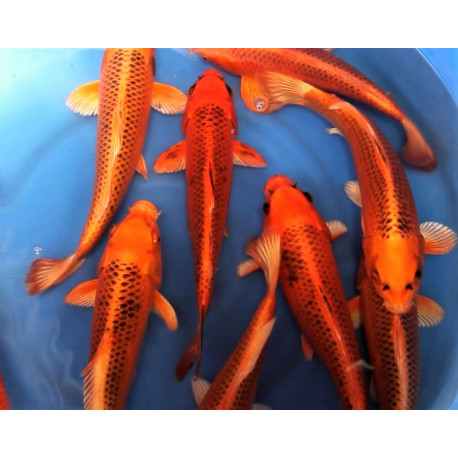 koi Japon AKA MATSUBA ( farm marusei) 16-18 cm