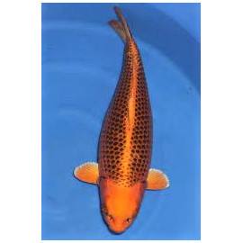 koi Japon KIN MATSUBA ( farm marusei) 16-18 cm