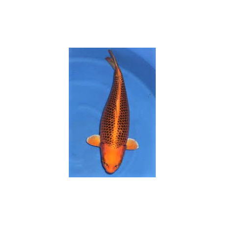 koi Japon KIN MATSUBA ( farm marusei) 16-18 cm