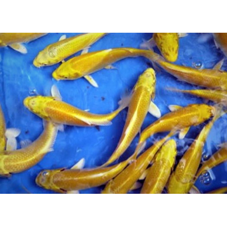 koi Japon OGON ( farm marusei) 16-18 cm