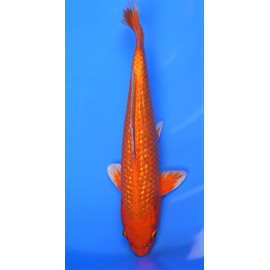 koi Japon ORANGE GIRIN  ( farm marusei) 16-18 cm