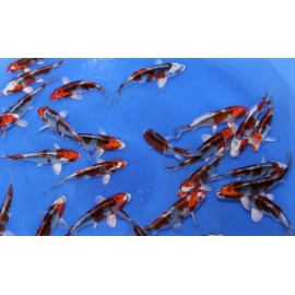 koi Japon KUJAKU  ( farm marusei) 16-18 cm (copie)