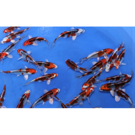 koi Japon KUJAKU  ( farm marusei) 16-18 cm (copie)