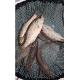 Black Bass -  Micropterus salmoides - 10-12cm