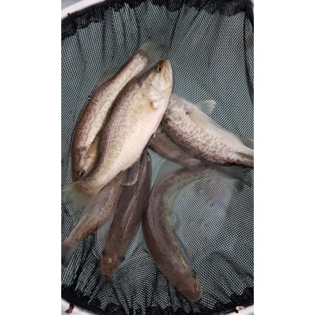 Black Bass -  Micropterus salmoides - 15-18cm