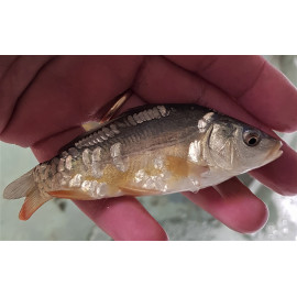 Carpe commune - Miroir 12-14 cm (vif)