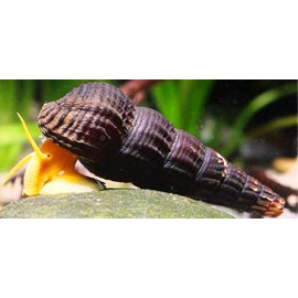 Tylomelania sp. Escargot Orange Volcan 2-3cm