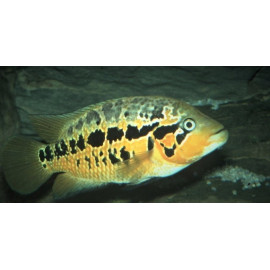 Parachromis Motaguensis - Cichlasoma Motaguensis  2.5-3 cm