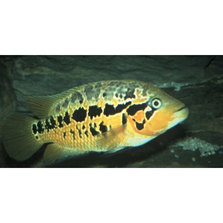 Parachromis Motaguensis - Cichlasoma Motaguensis  2.5-3 cm