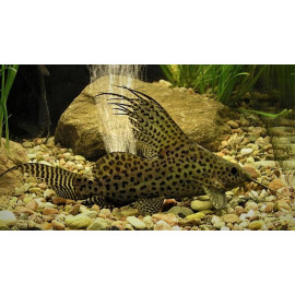 Synodontis eupterus 3-4 cm