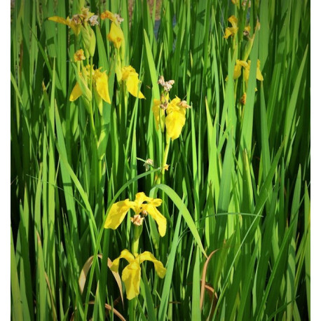 Iris pseudacorus - Iris des Marais en pot