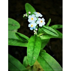 Myosotis scorpioides - Myosotis des Marais en pot