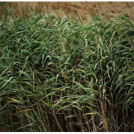 Phragmites australis - Roseau commun en pot