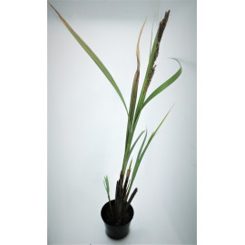 Phragmites australis - Roseau commun en pot