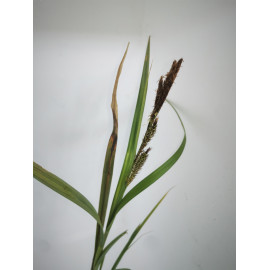 Phragmites australis - Roseau commun en pot