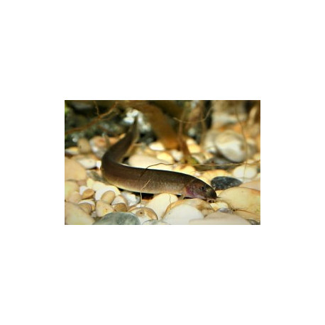 Acanthopthalmus oblongus - Pangio kuhlii noir  6-7 cm