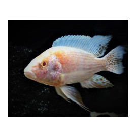 Aulonocara sp. red albino  4-5 cm