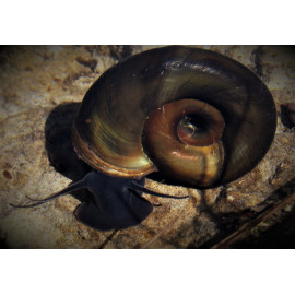 Planorbarius corneus - Escargot mangeur d'algues 3-4 cm