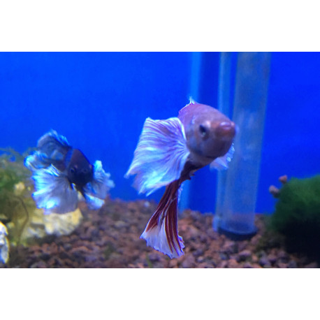 Betta halfmoon dumbo mâle combattant  5-6 cm