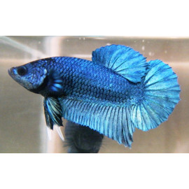 Betta plakat mâle Combattant  4 cm