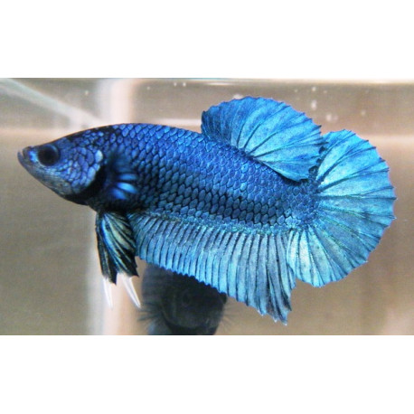 Betta plakat mâle Combattant  4 cm