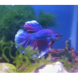 Betta halfmoon dragon mâle combattant  5-6 cm