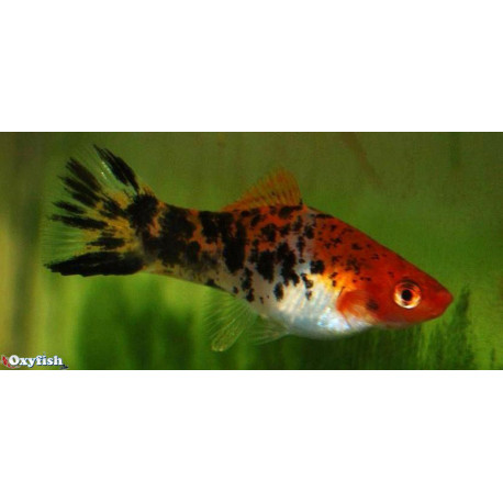 Xiphophorus helleri - Xipho calico tricolore Sanke 4-5 cm