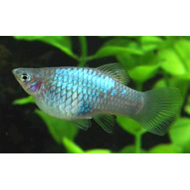 Xiphophorus maculatus - Platy néon bleu 3.00 cm