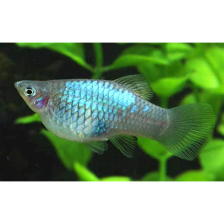 Xiphophorus maculatus - Platy néon bleu 3.00 cm