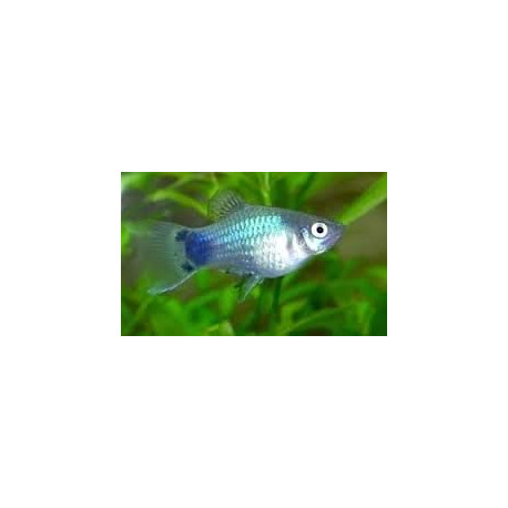 Xiphophorus maculatus - Platy bleu mickey mouse 3.00 cm