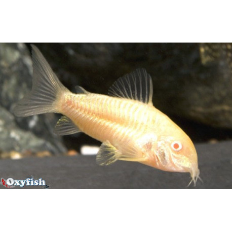 Assortiment de Corydoras (Albino, paleatus ou Aeneus)  5-6 cm