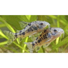 Assortiment de Corydoras (Albino, paleatus ou Aeneus)  5-6 cm