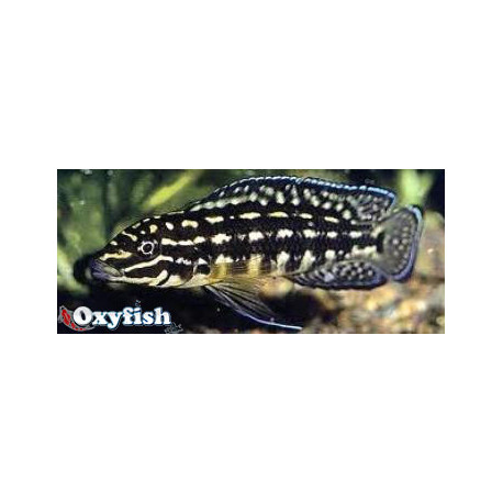 Julidochromis marlieri - Cichlidé à damier 3-3.5 cm