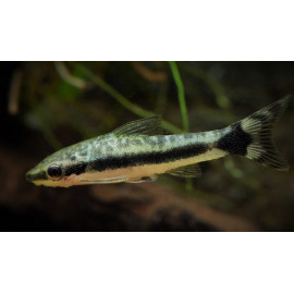 Otocinclus hoppei para 3-3.5 cm