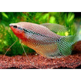 Gourami perle - Trichogaster leeri 4-4.5 cm