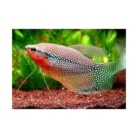 Gourami perle - Trichogaster leeri 4-4.5 cm